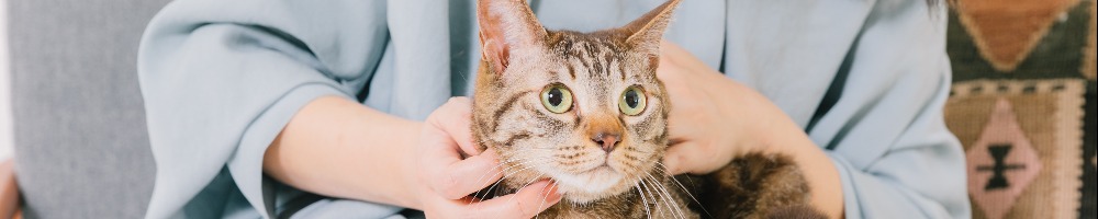 リトルファミリー少額短期保険のトップ画像